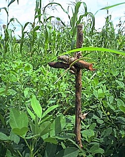 Coastweek - The most from the coast