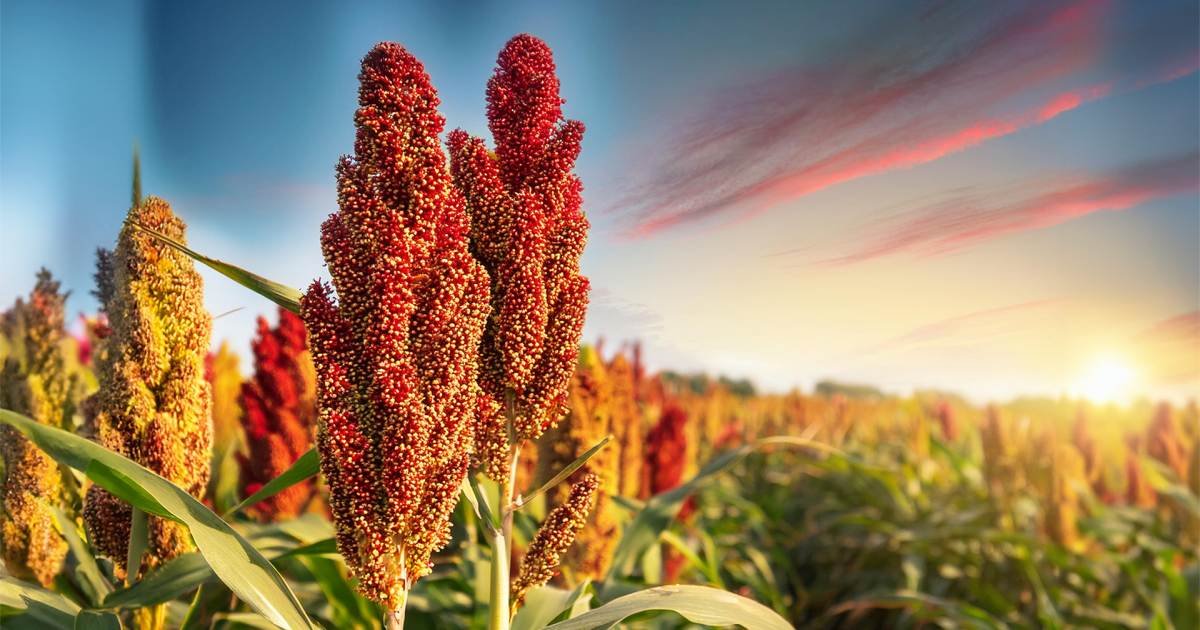 American Sorghum: A Grassroots Investment - American Sorghum